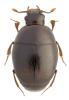 Acritus analis